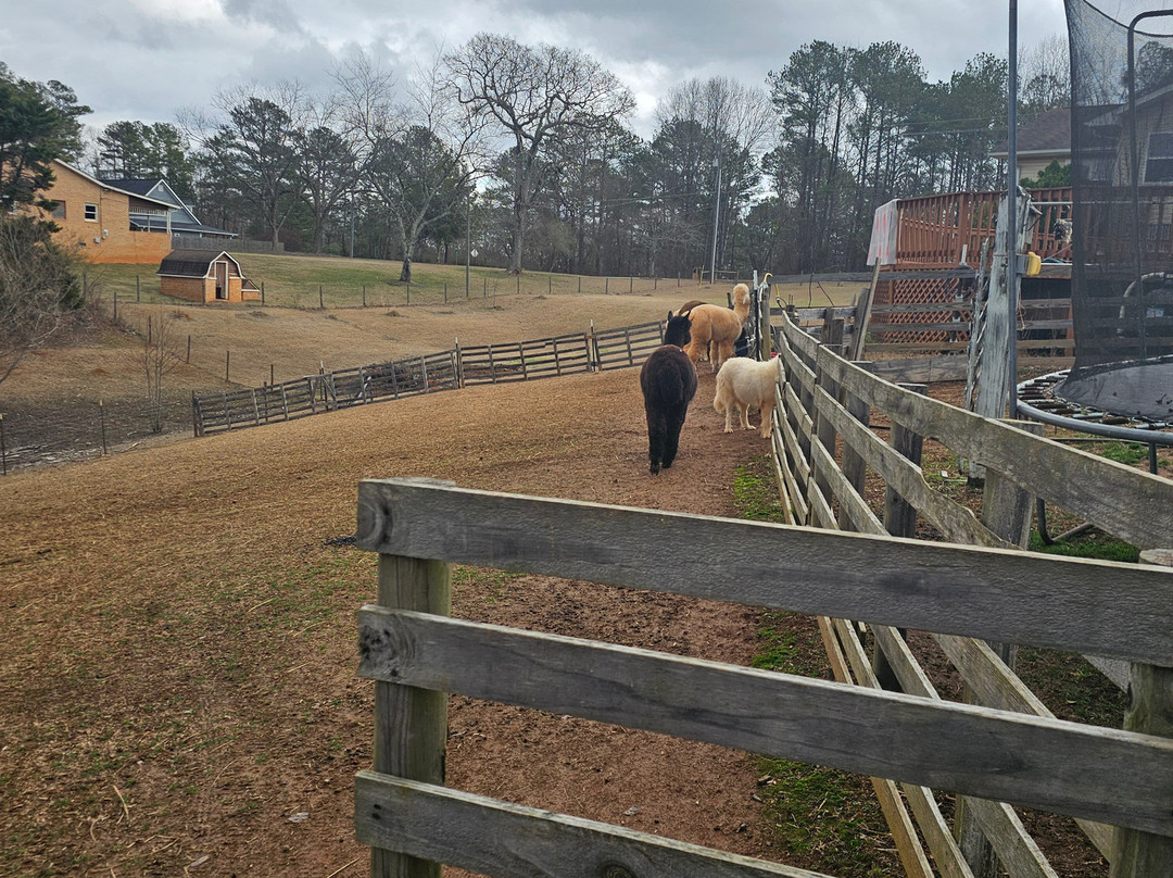 Buddy's Alpaca Farm-Douglasville必去景点