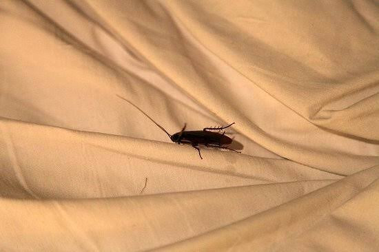 Big Trout Motor Inn主图