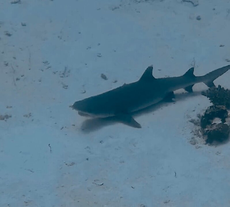 Sea Star Diving Center-马累必去景点