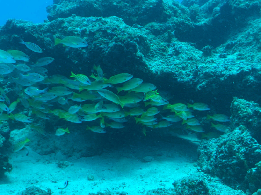 Zanziocean Dive Centre-Pwani Mchangani必去景点