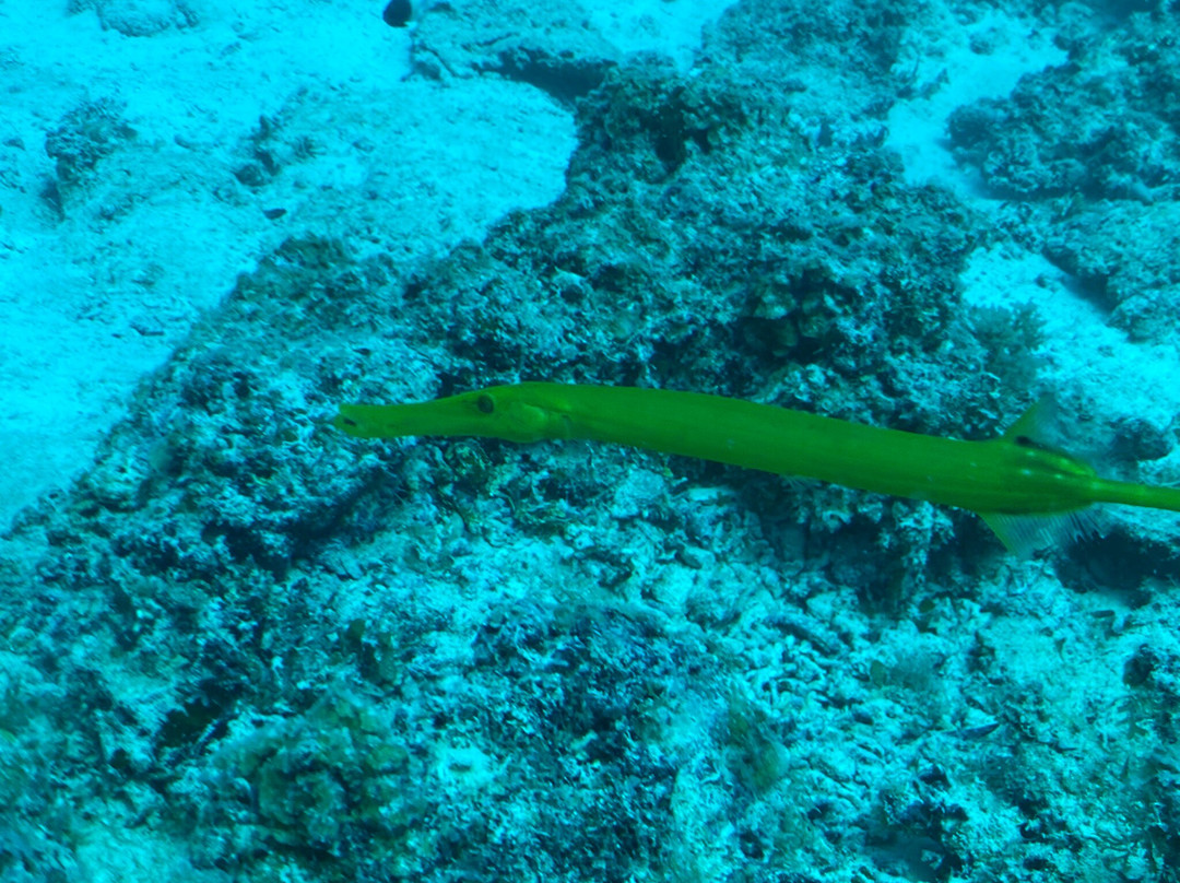 Zanziocean Dive Centre-Pwani Mchangani必去景点