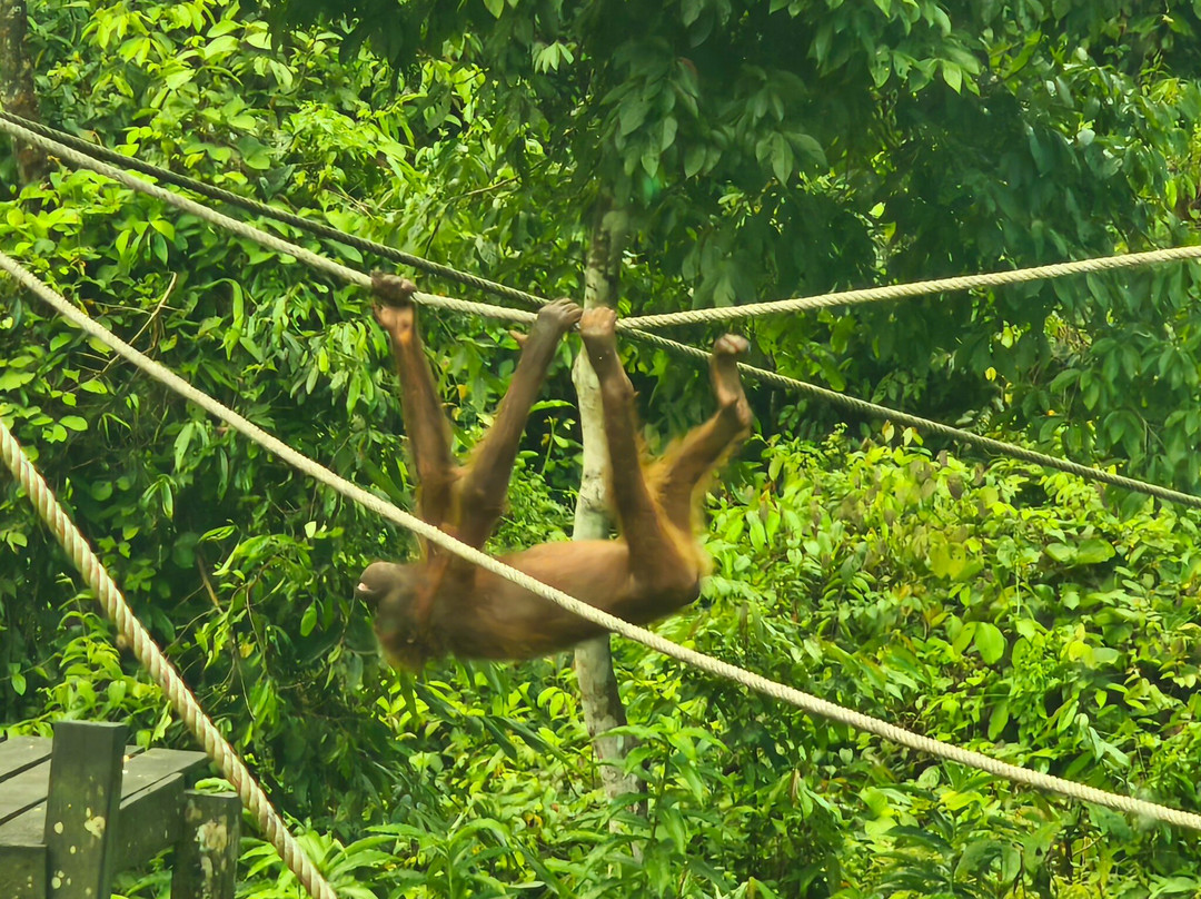 Sepilok Orangutan Rehabilitation Centre