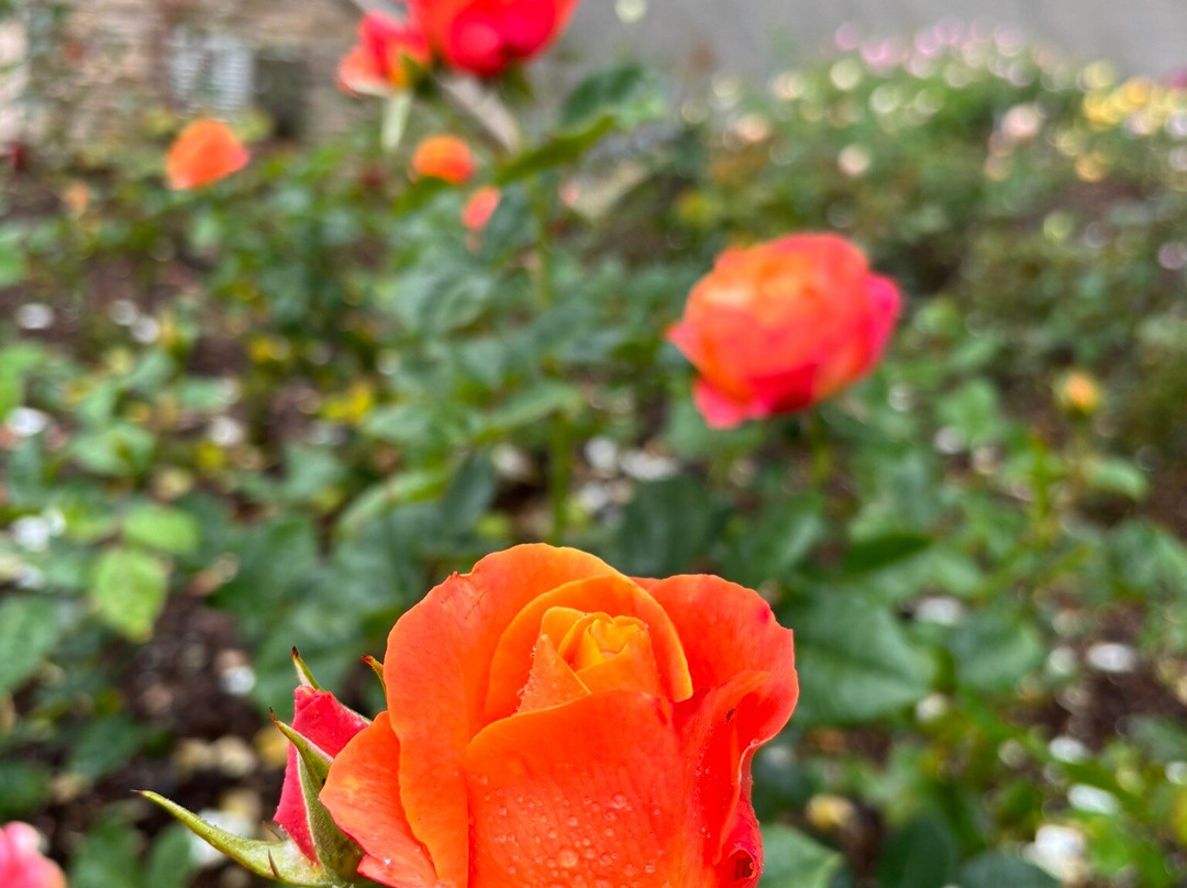 Princess Grace Botanical Garden-摩纳哥城必去景点