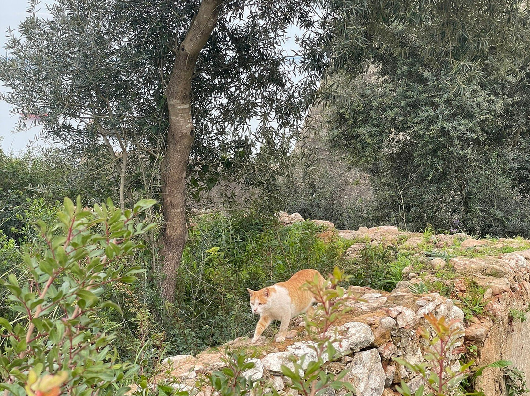 Forte de São Filipe景点图片