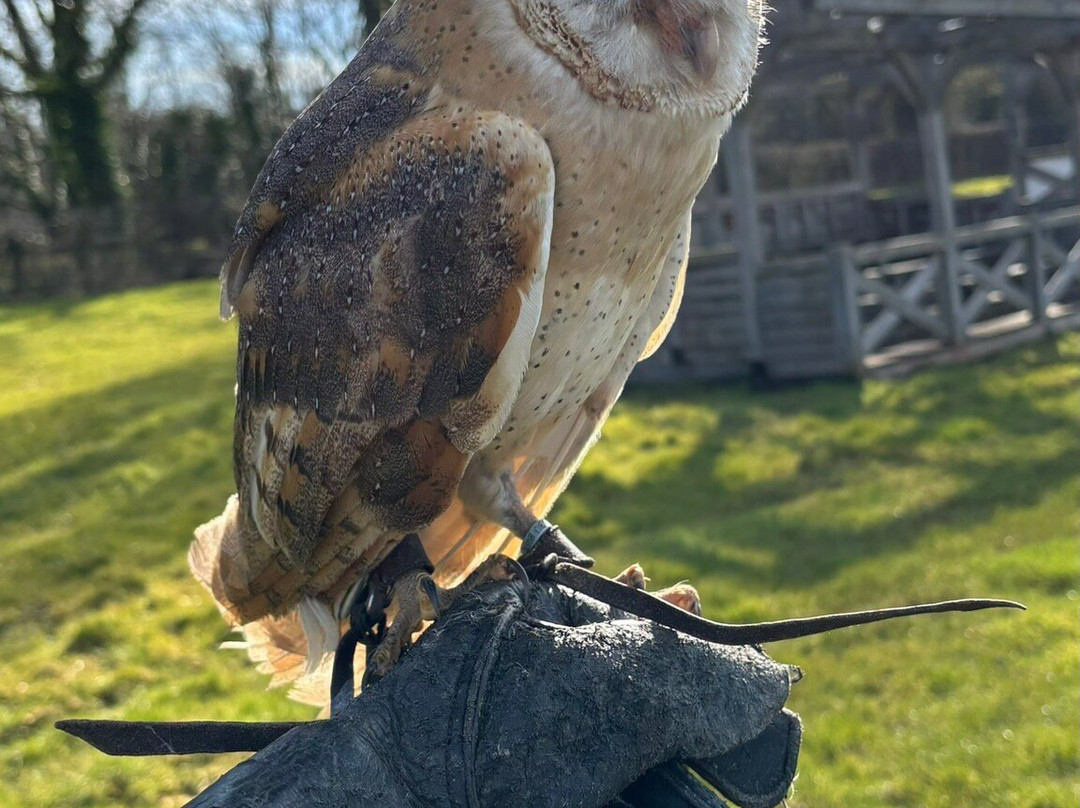 Willows Bird of Prey & Wildlife Trail景点图片