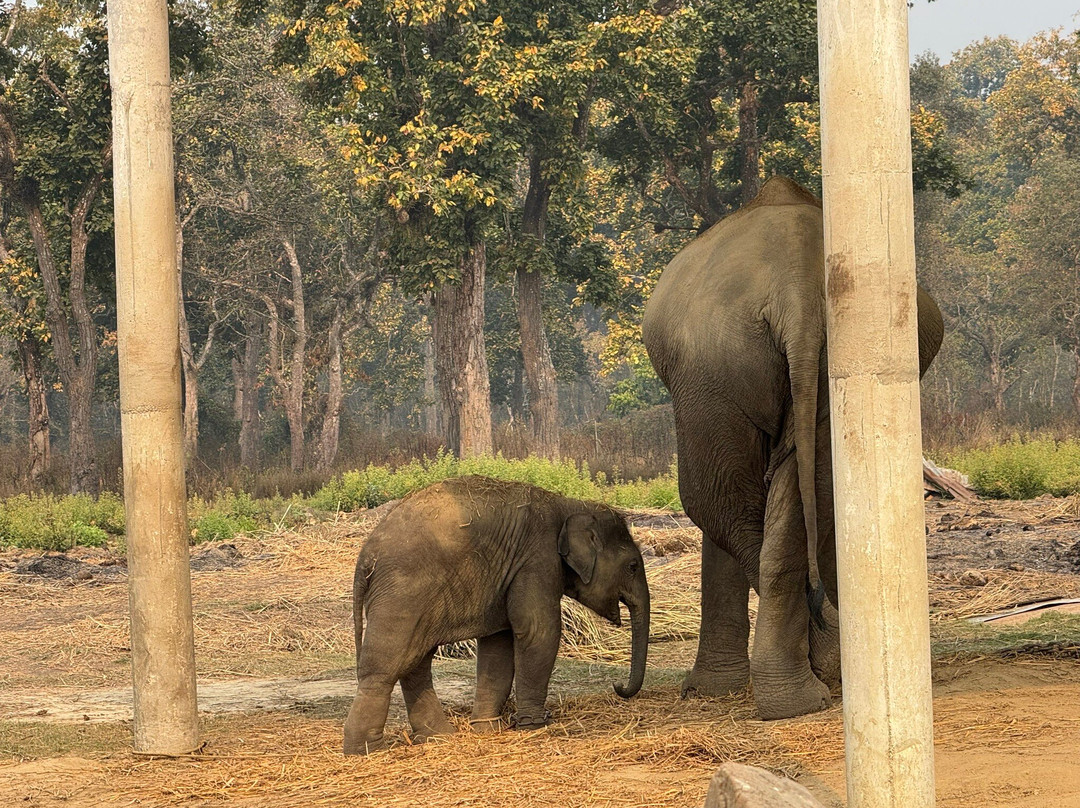 Elephant Breeding Centre-苏拉哈必去景点