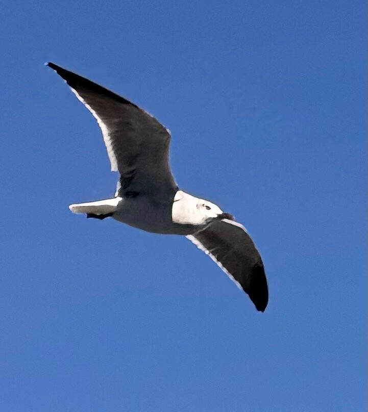 Galveston - Port Bolivar Ferry-盖维斯顿必去景点