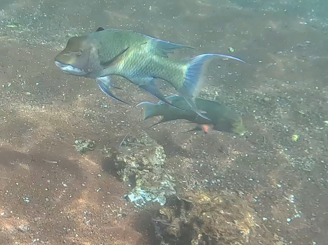 Rabida Island-Rabida必去景点