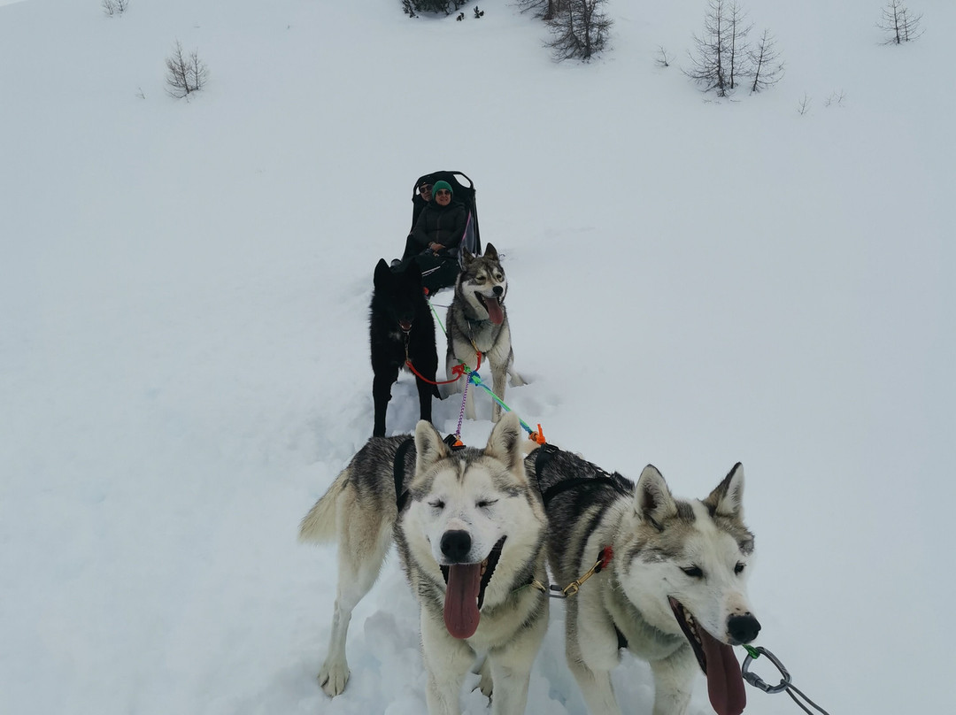 Alpi Traineau景点图片
