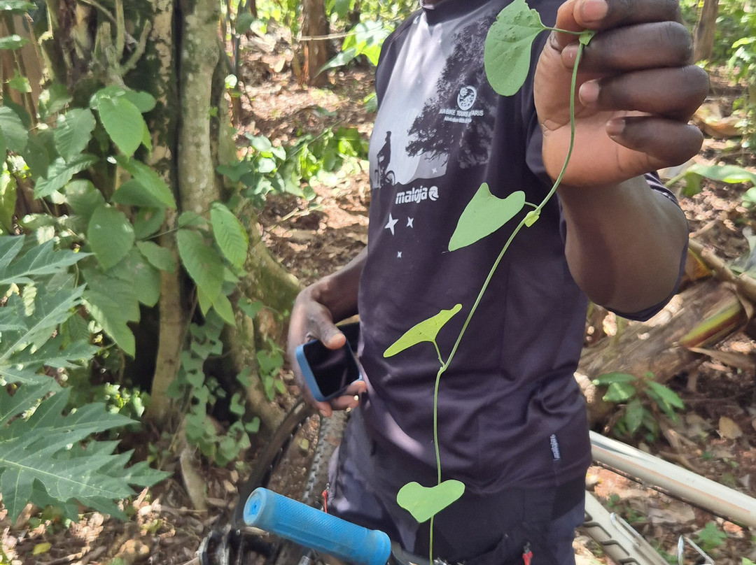 Jinja Bike Tours And Safaris景点图片