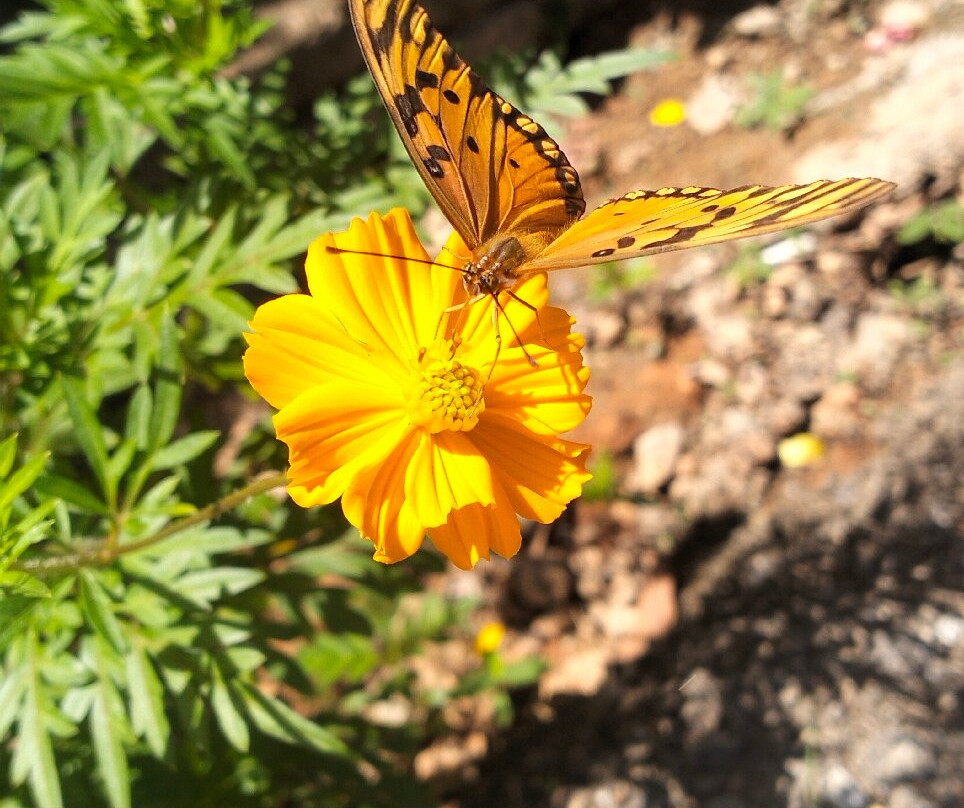 Chalet Tropical Hotel &  Bar Restaurant主图