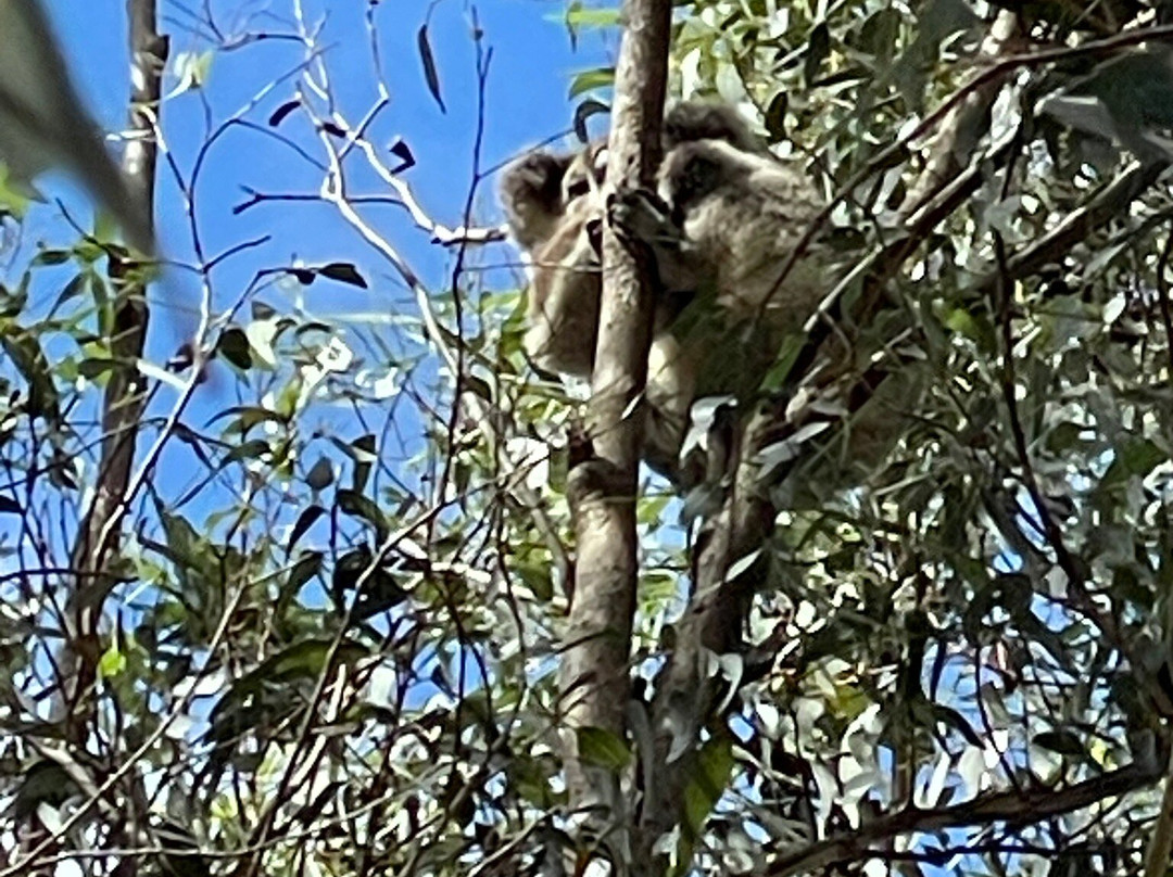 Kangaroo Island Living Honey景点图片