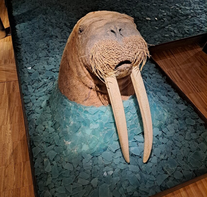 Svalbard Museum景点图片