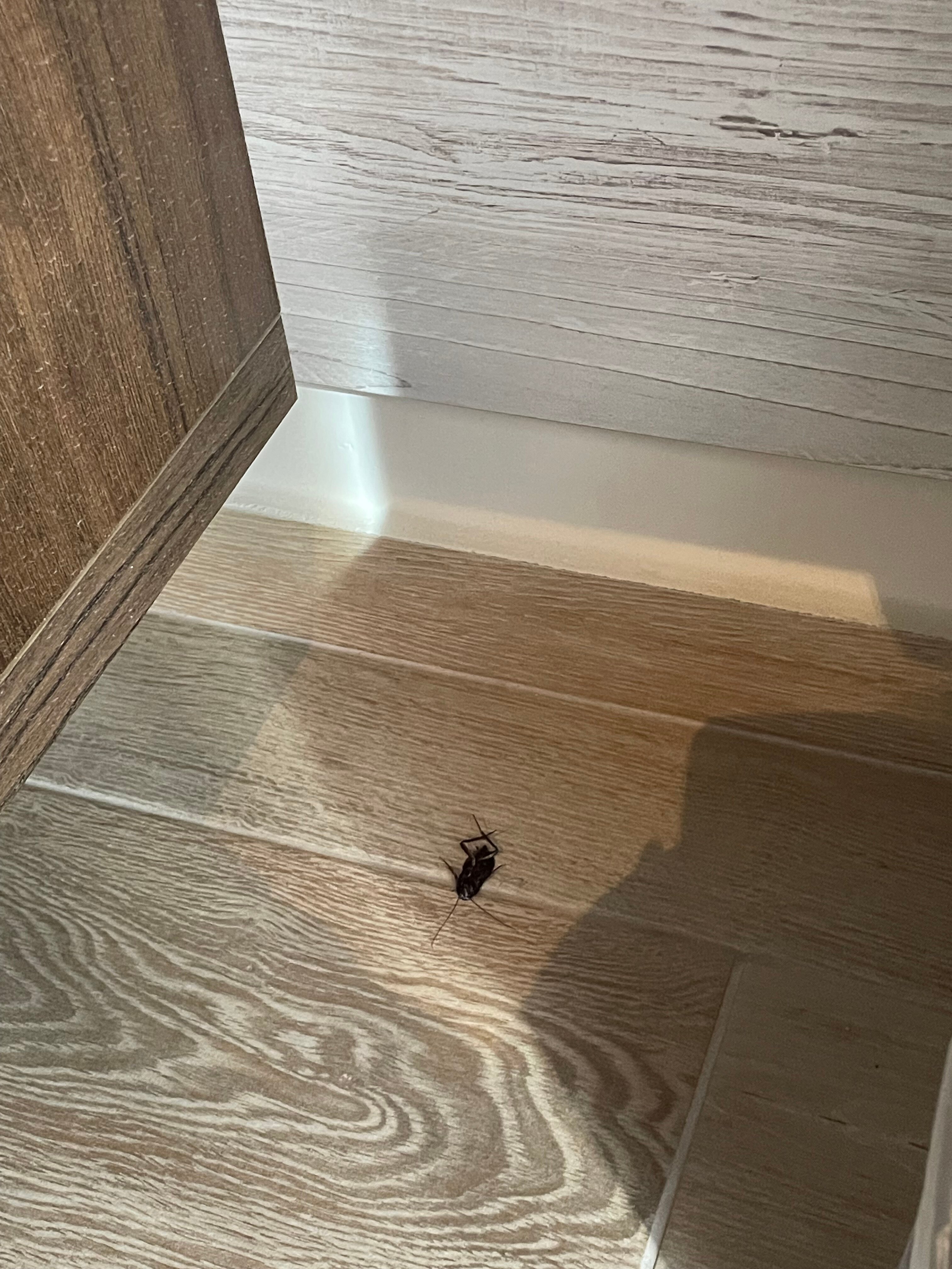 Kavala Resort & Spa-官方