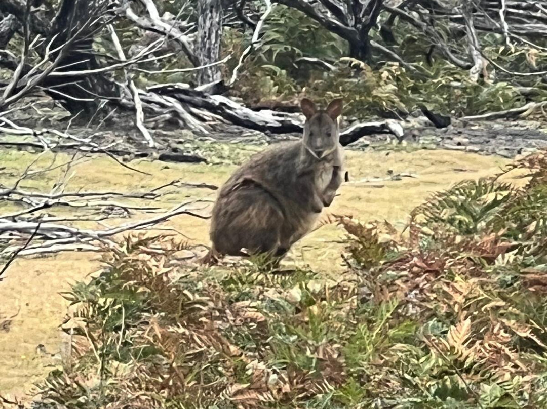 Tarkine Trails-Tullah必去景点