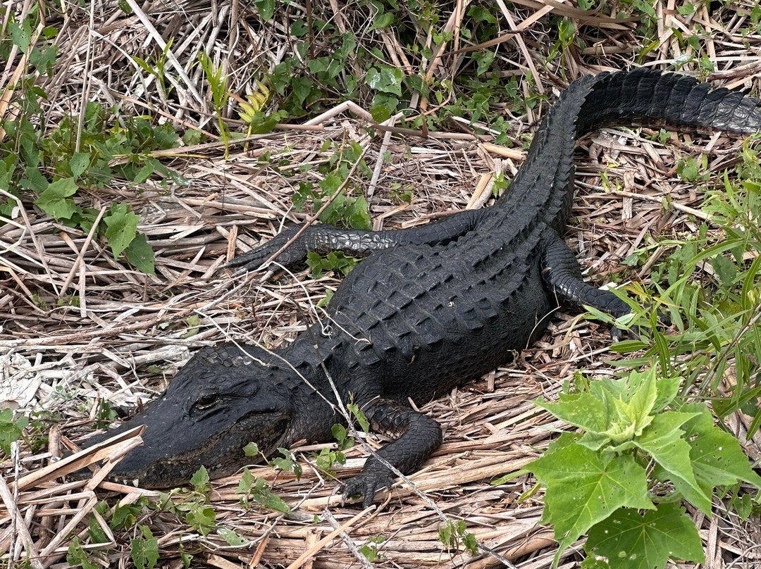 Mack's Fish Camp - Tours-海厄利亚必去景点