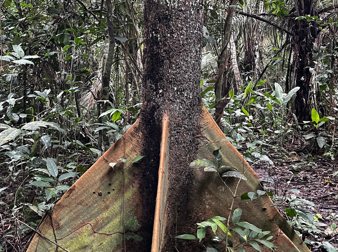 Pisatahua Plant Medicine-Riberalta必去景点