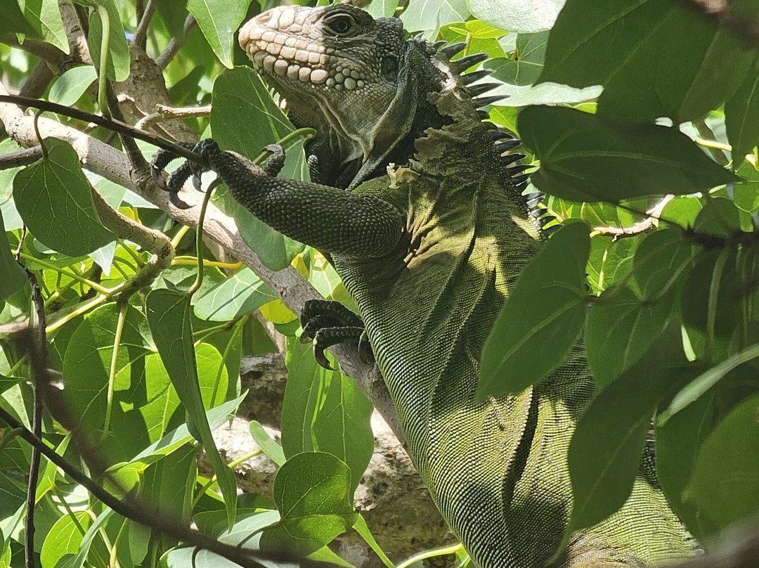 Kayak Nature et Rando景点图片