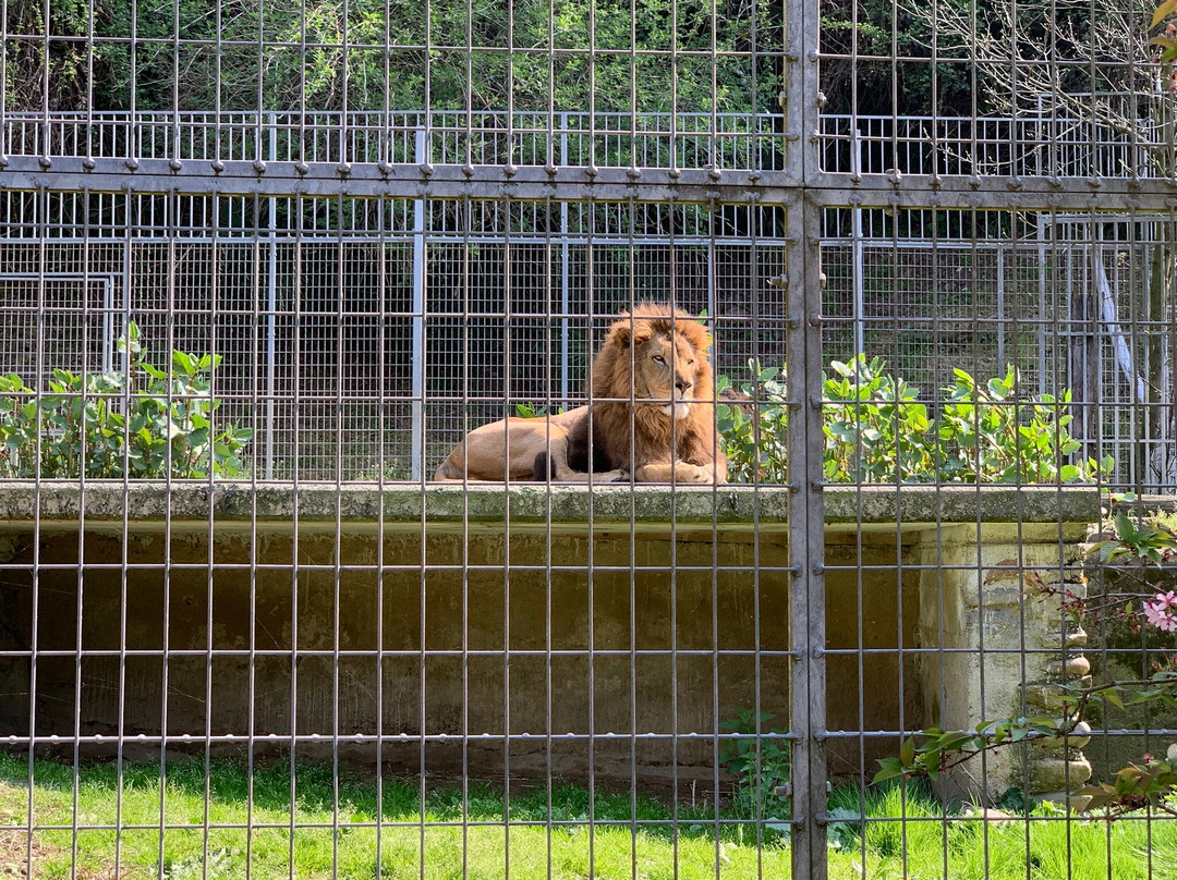 Zoo Al Maglio-Magliaso必去景点