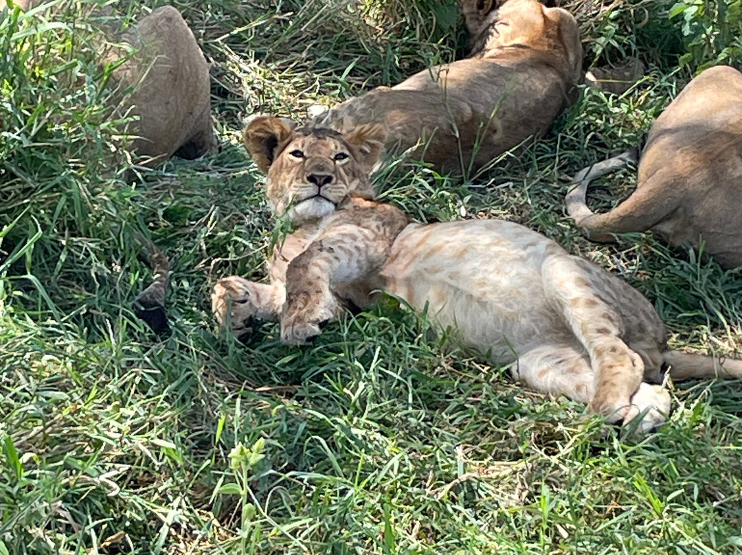 Nature Horizons Tours-纽约市必去景点