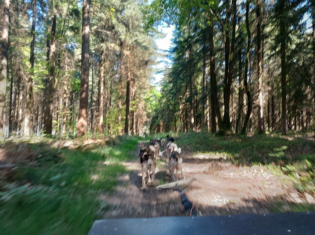 Sled Dog Ride-Saint-Symphorien必去景点