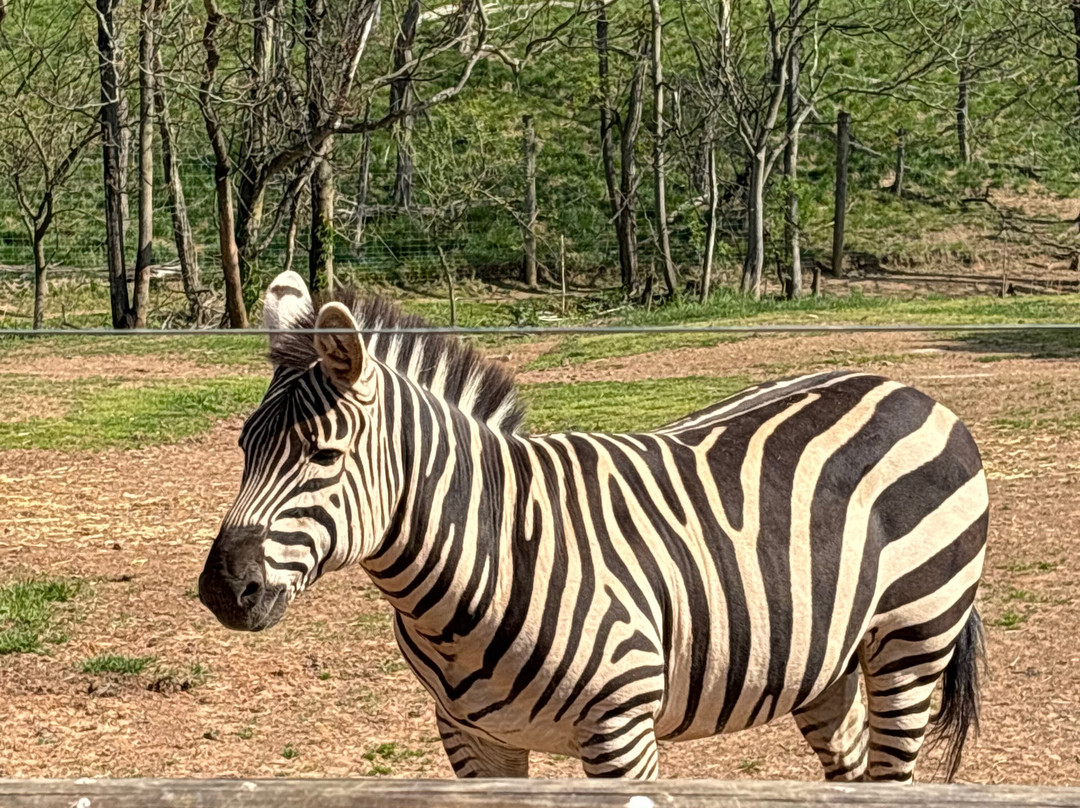 Lake Tobias Wildlife Park景点图片