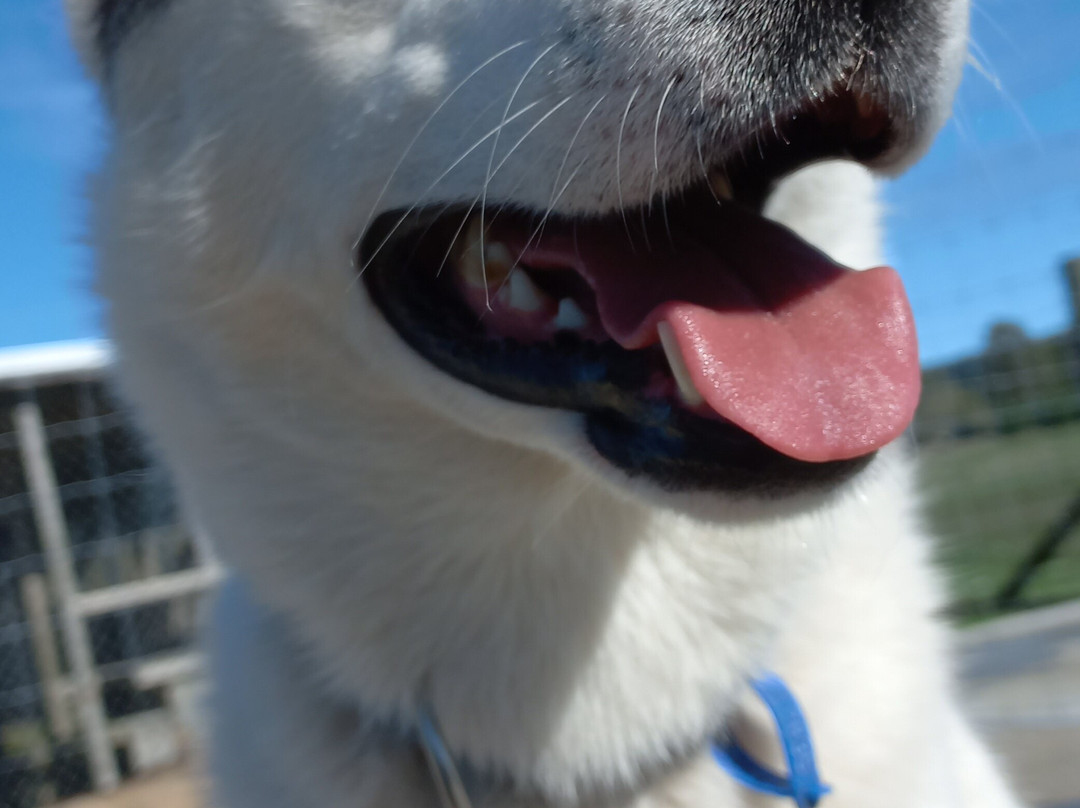 Timberline Racing Siberian Huskies景点图片