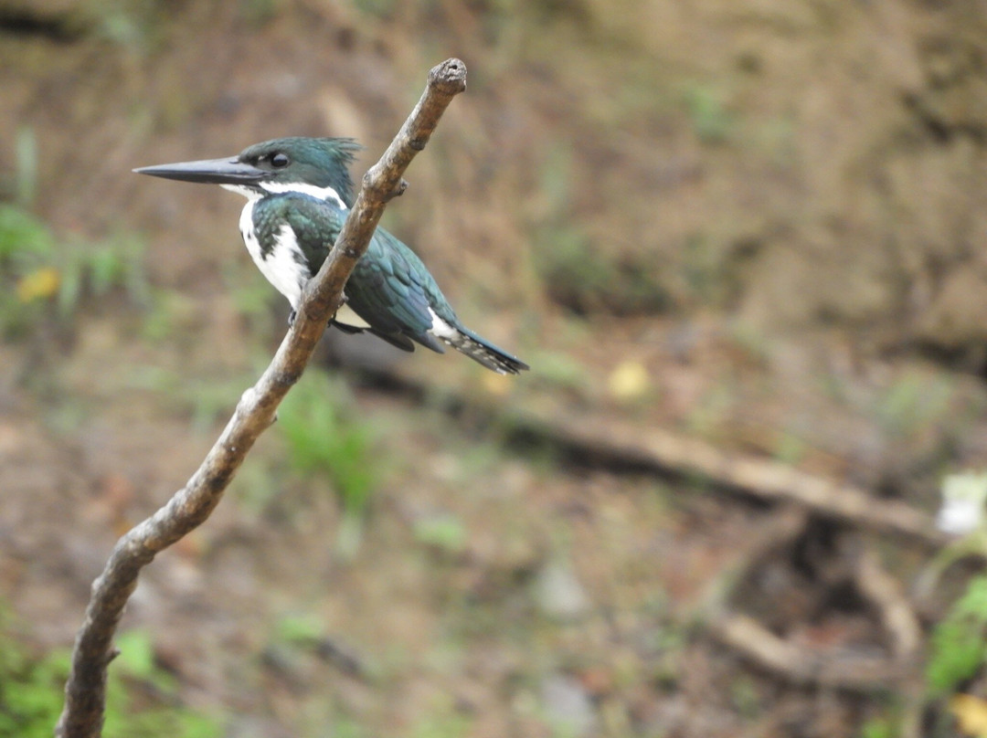 Santarém Viagens e Turismo-Santarem必去景点