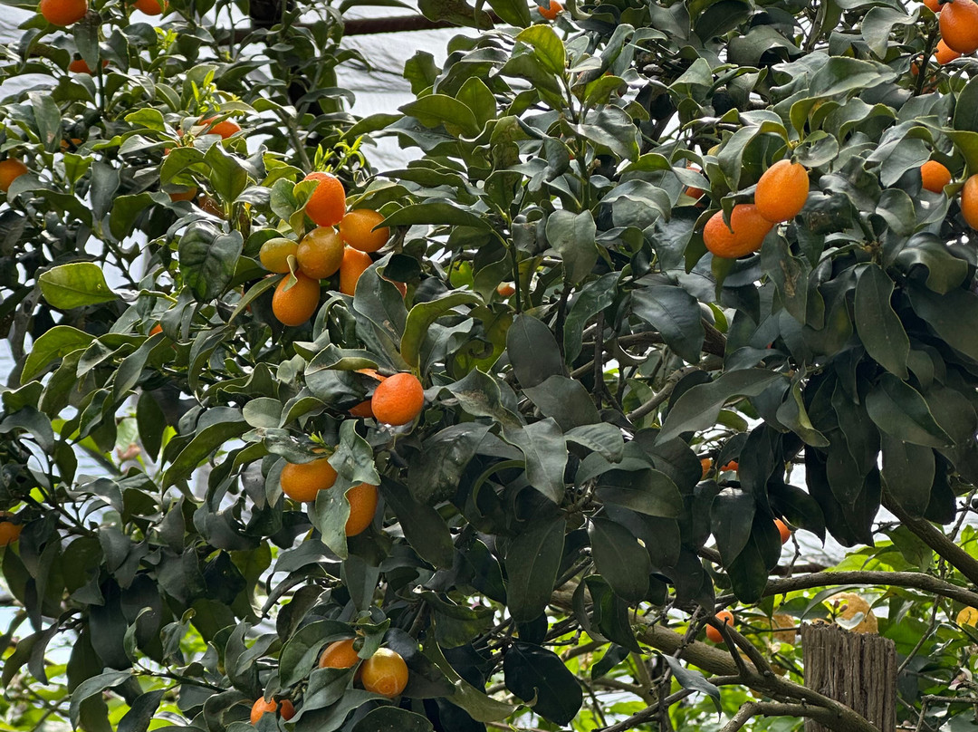 Azienda Agrituristica Il Turuziello景点图片