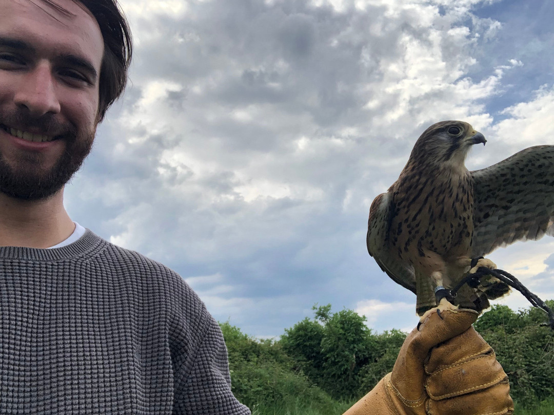 The Falconry School-格洛斯特必去景点