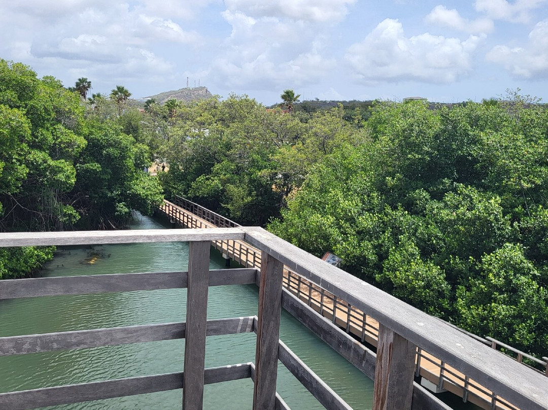 Curaçao Rif Mangrove Park-威廉斯塔德必去景点