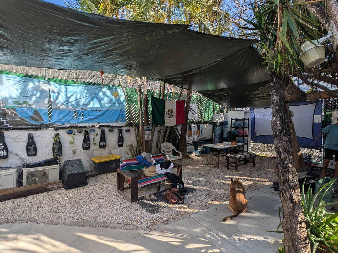 The Dive Machine-普拉亚德尔卡曼必去景点