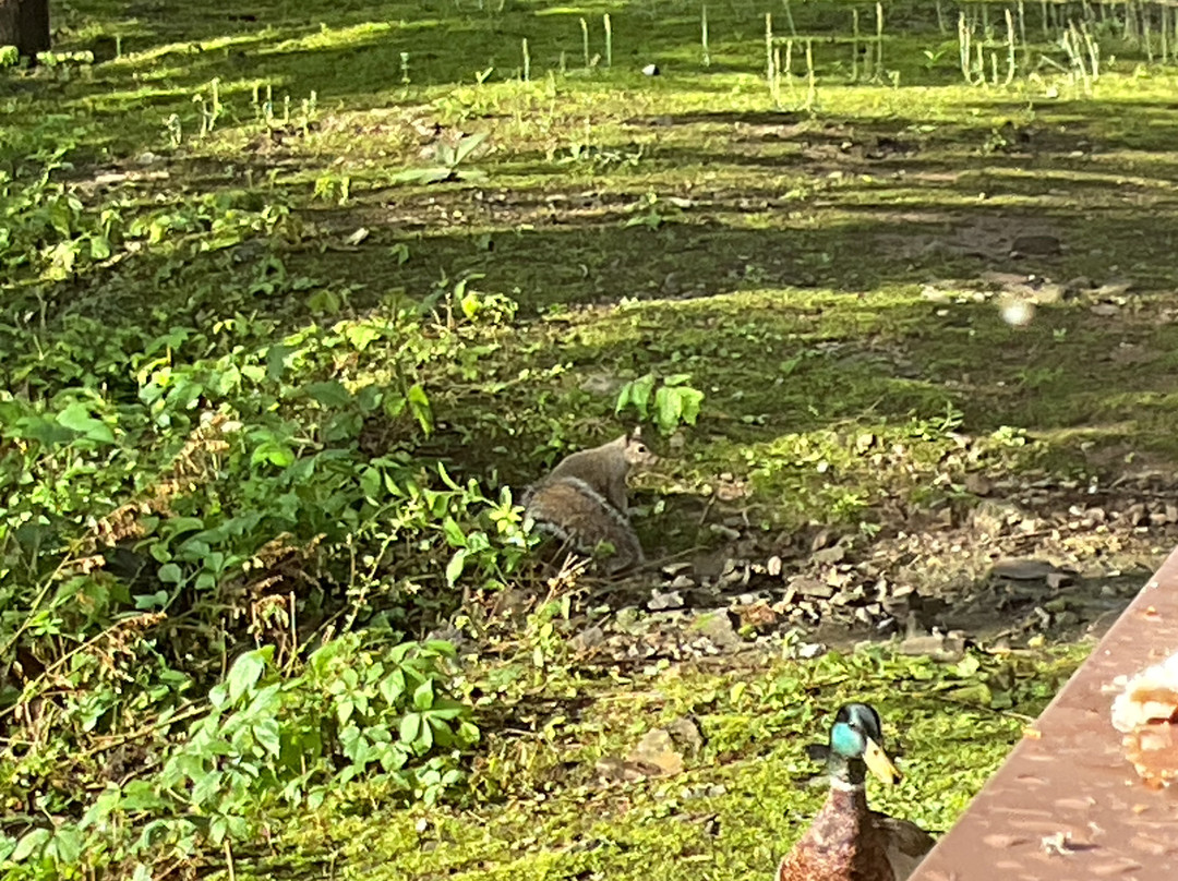 Greystone Lodge On the River主图