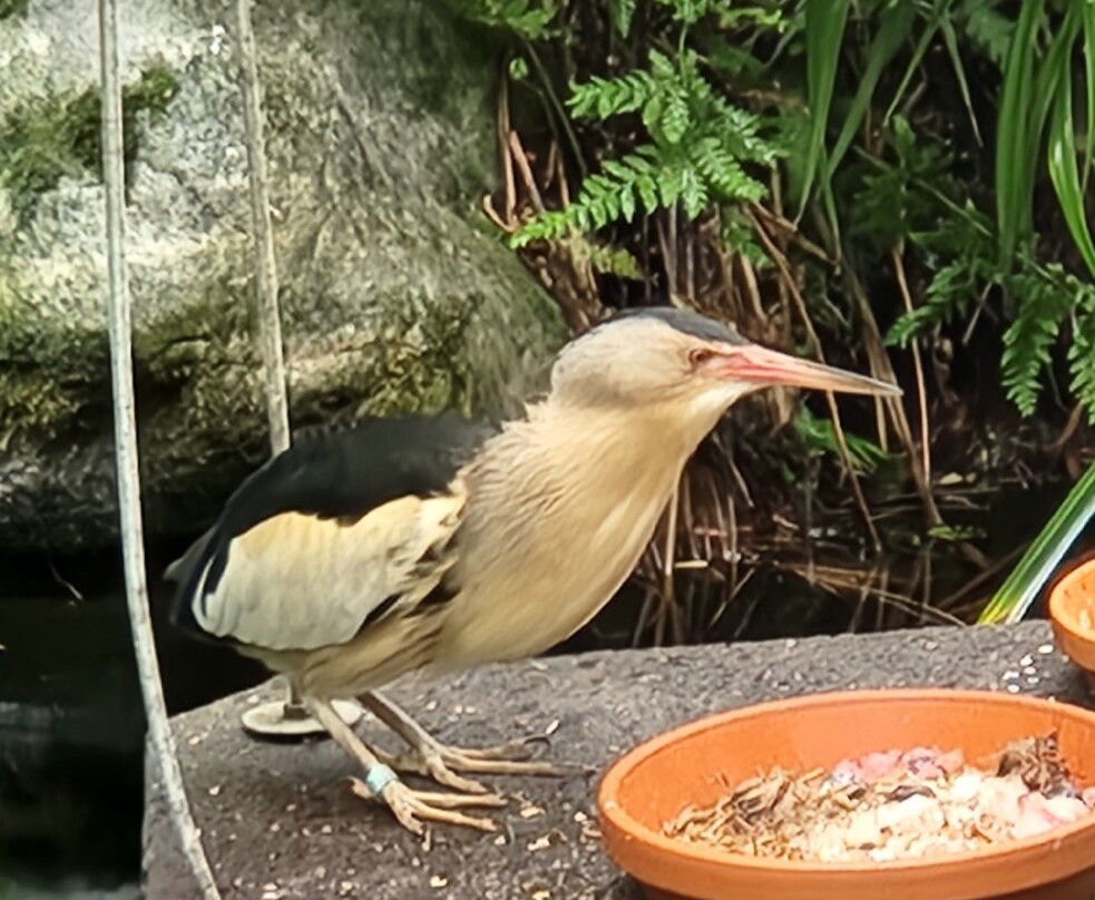 Alpenzoo-茵斯布鲁克必去景点