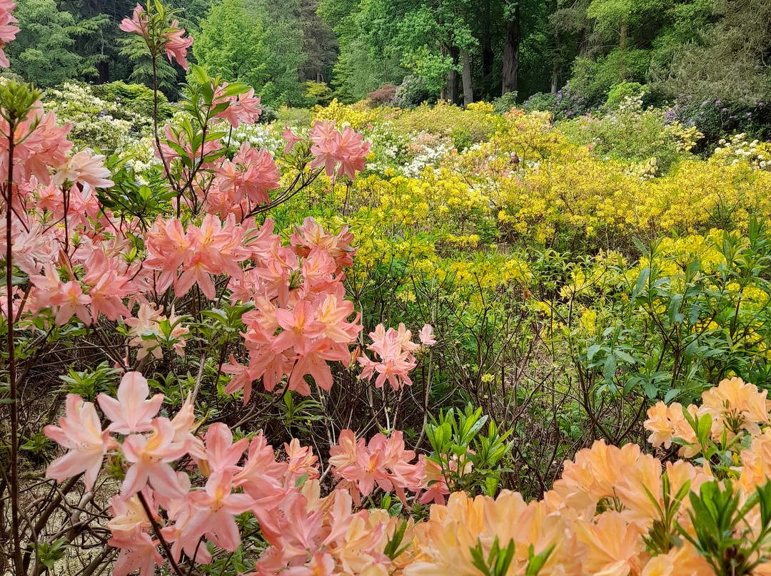 Stody Lodge Gardens景点图片