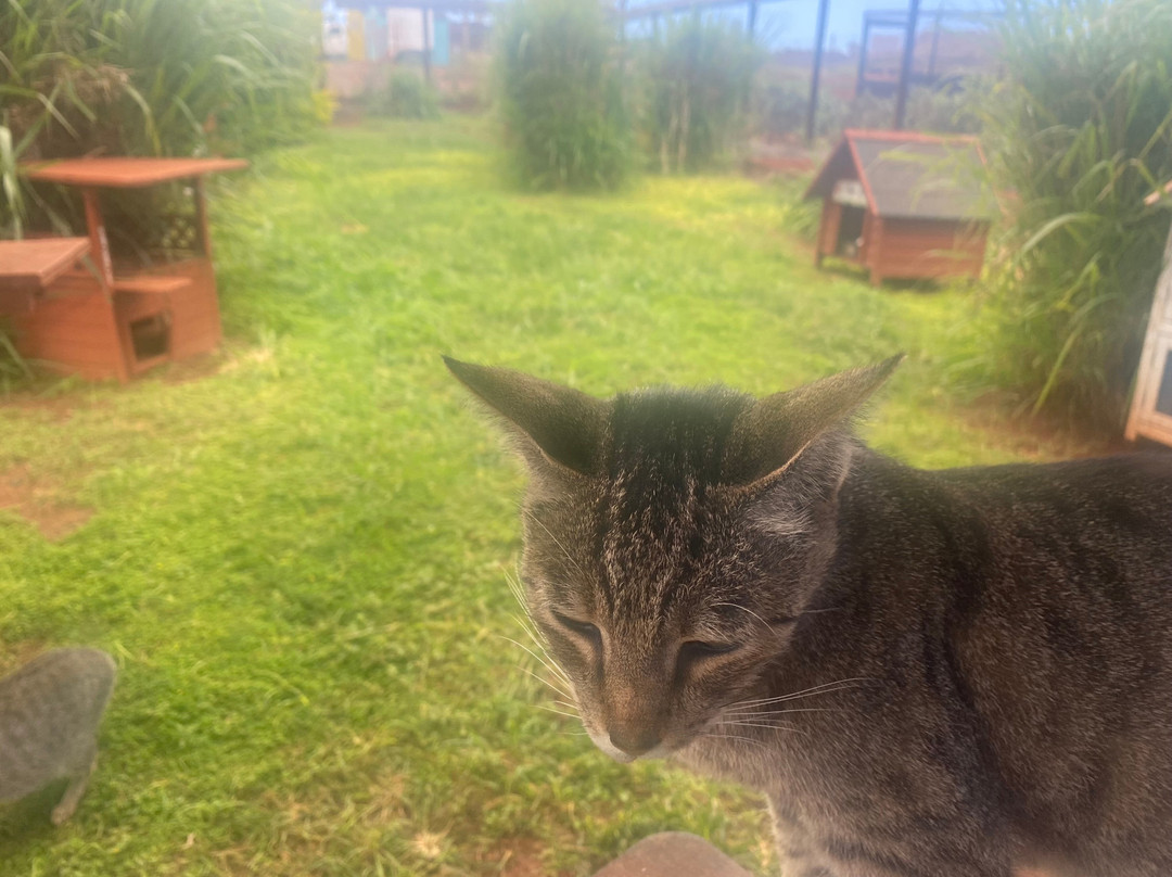 拉奈动物救援中心-拉奈市必去景点