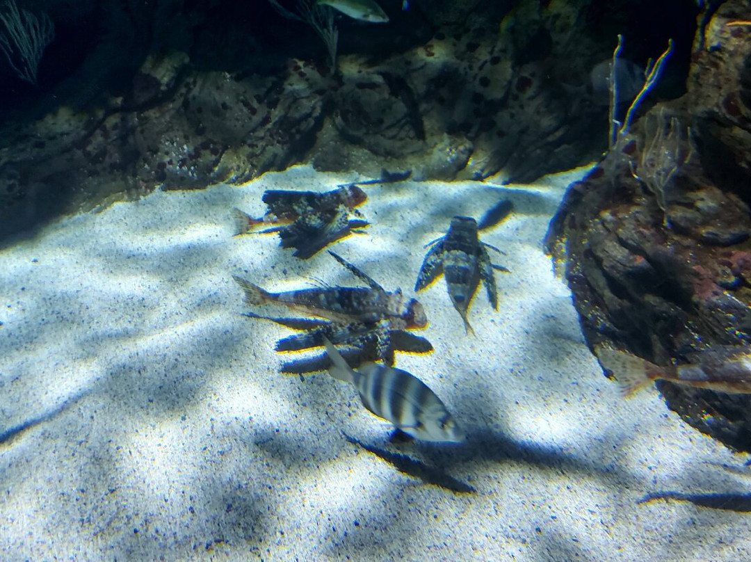 Biodiversarium-Banyuls-sur-mer必去景点