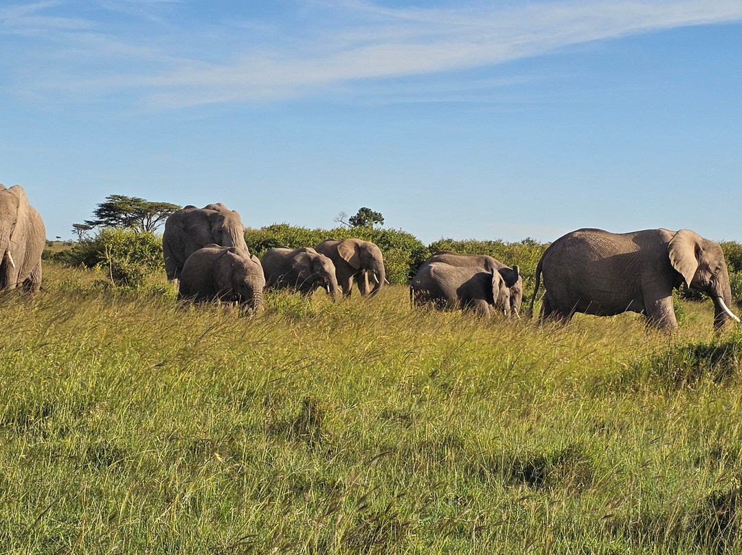 Olare Orok Conservancy-马赛马拉国家野生动物保护区必去景点
