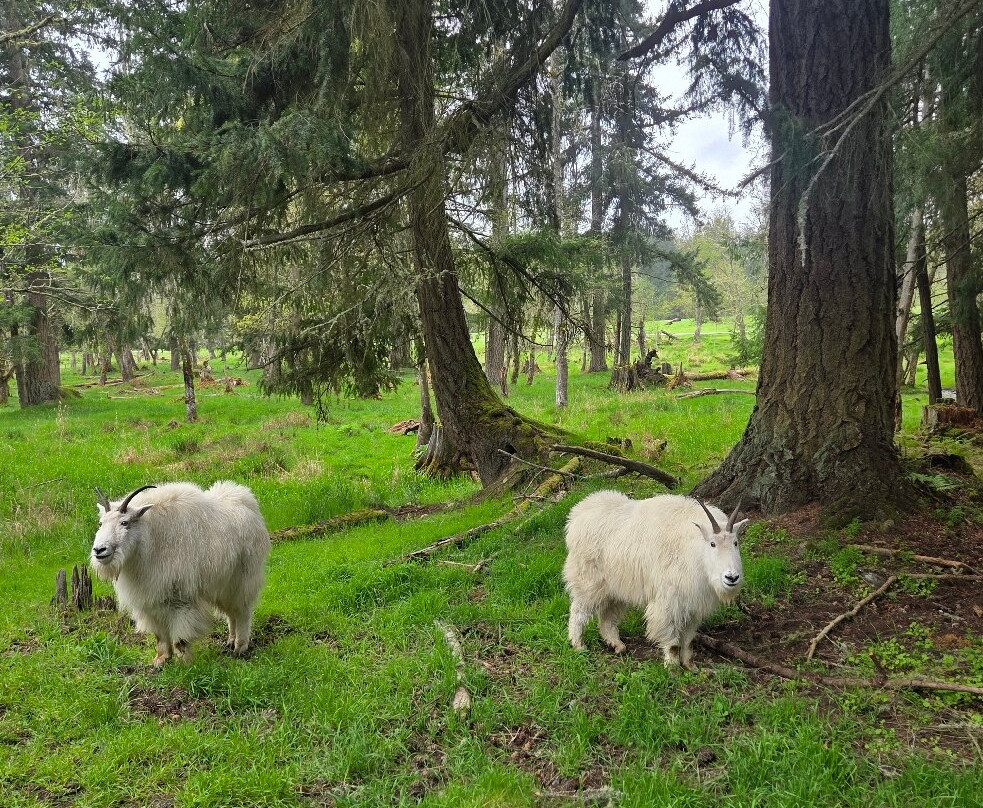 Northwest Trek Wildlife Park景点图片