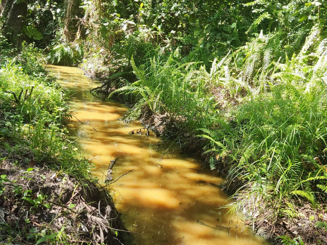 Piasau Nature Reserve-美里必去景点