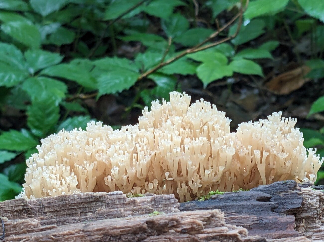 Seven Pillars Nature Preserve - Acres Land Trust-Peru必去景点