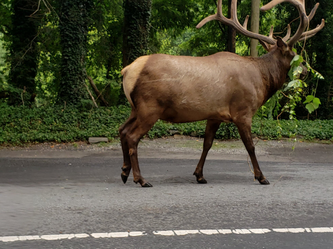 Cotter Trout Dock Guided Trout Fishing Tours-Cotter必去景点