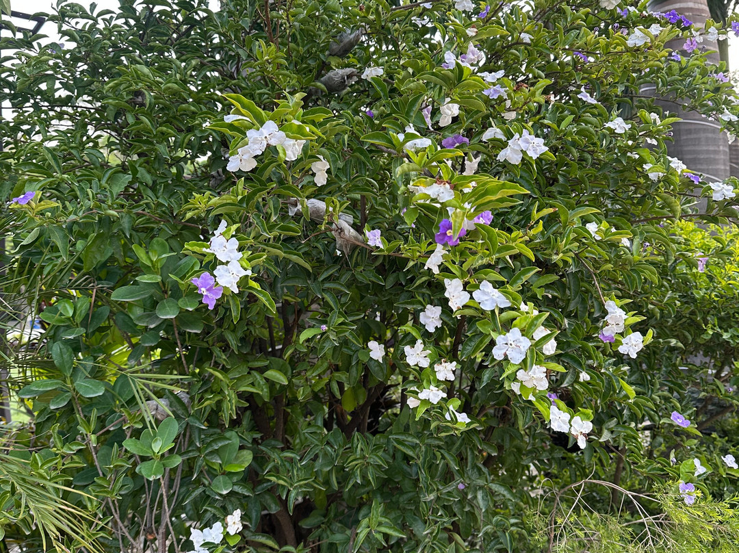 Pleasant Tree Hotels