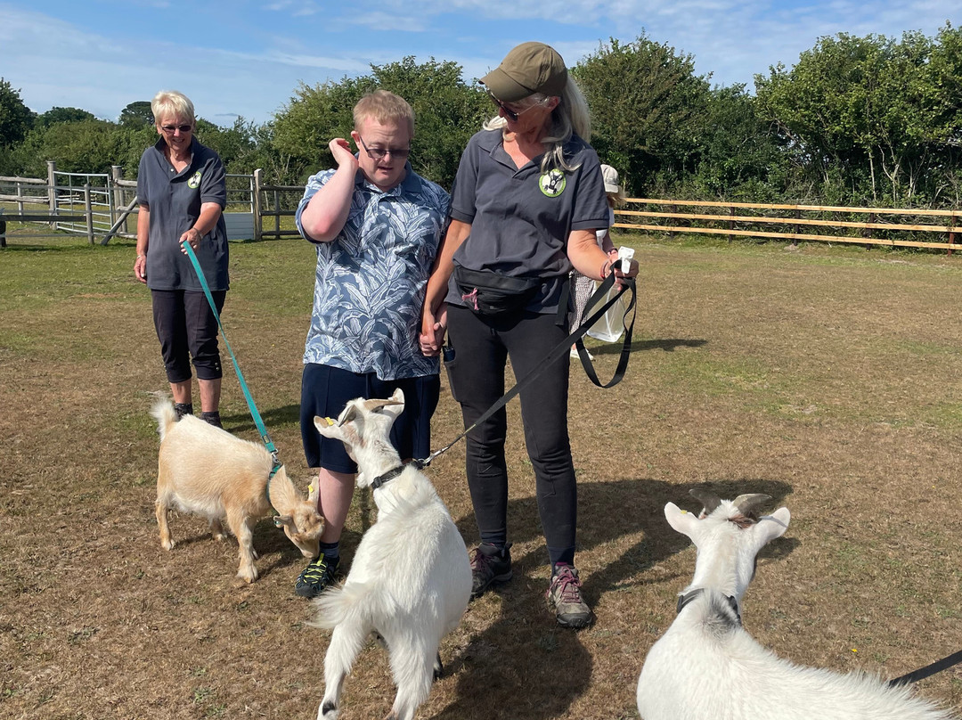 Little Goats At Brockenhurst-Brockenhurst必去景点
