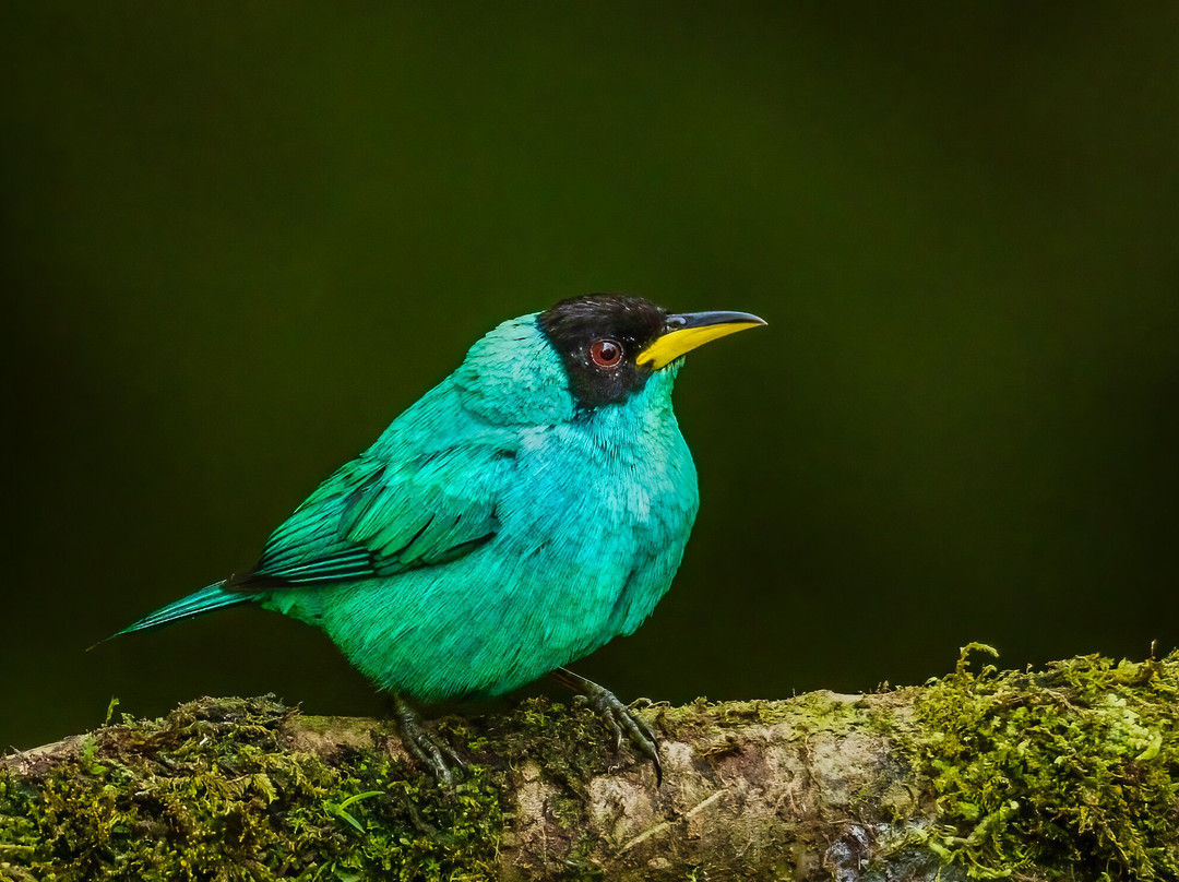 San Jorge Eco-lodges & Private Reserves in Ecuador-基多必去景点
