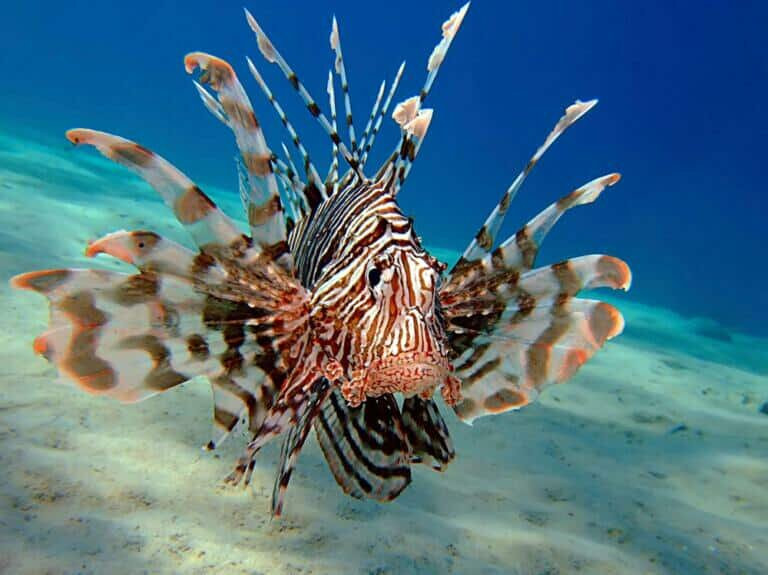 Corfu Dive Club-Gouvia必去景点