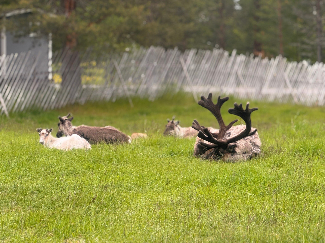 Jaakkola Reindeer Farm-Luosto必去景点