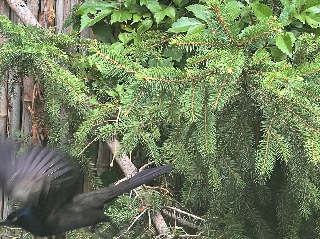 Lincoln Children's Zoo-林肯必去景点