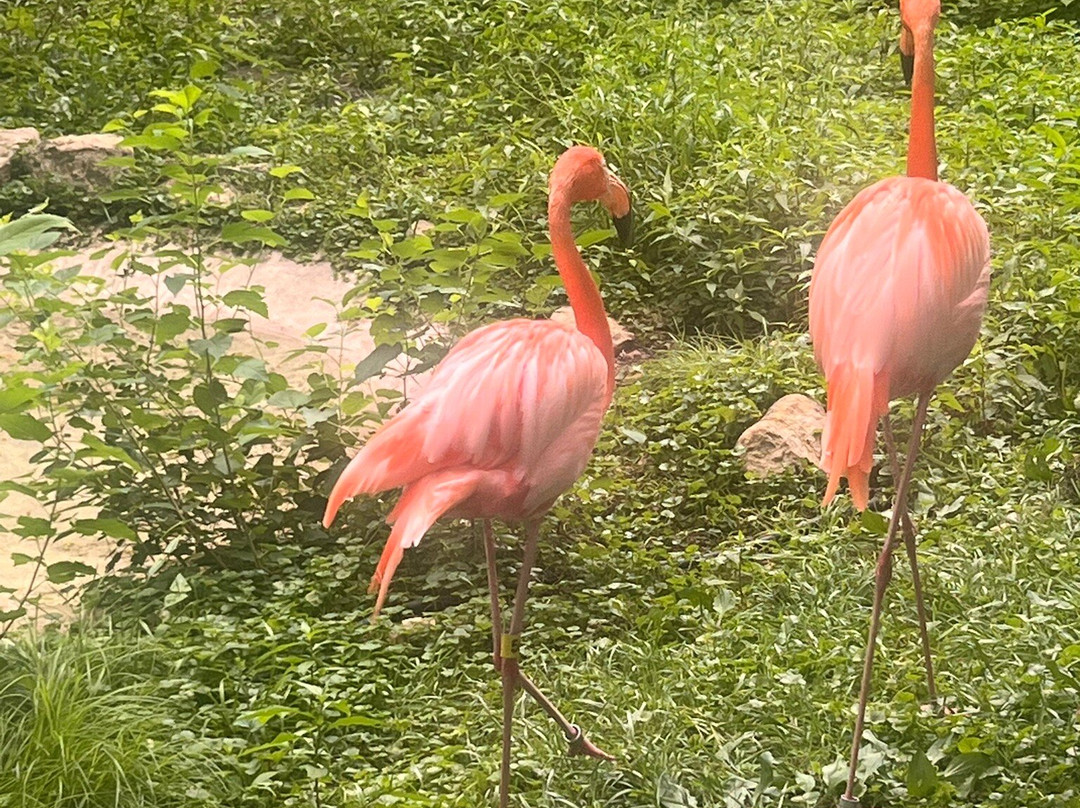 Lincoln Children's Zoo-林肯必去景点