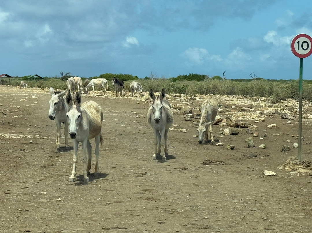 Donkey Sanctuary Bonaire-博奈尔岛必去景点